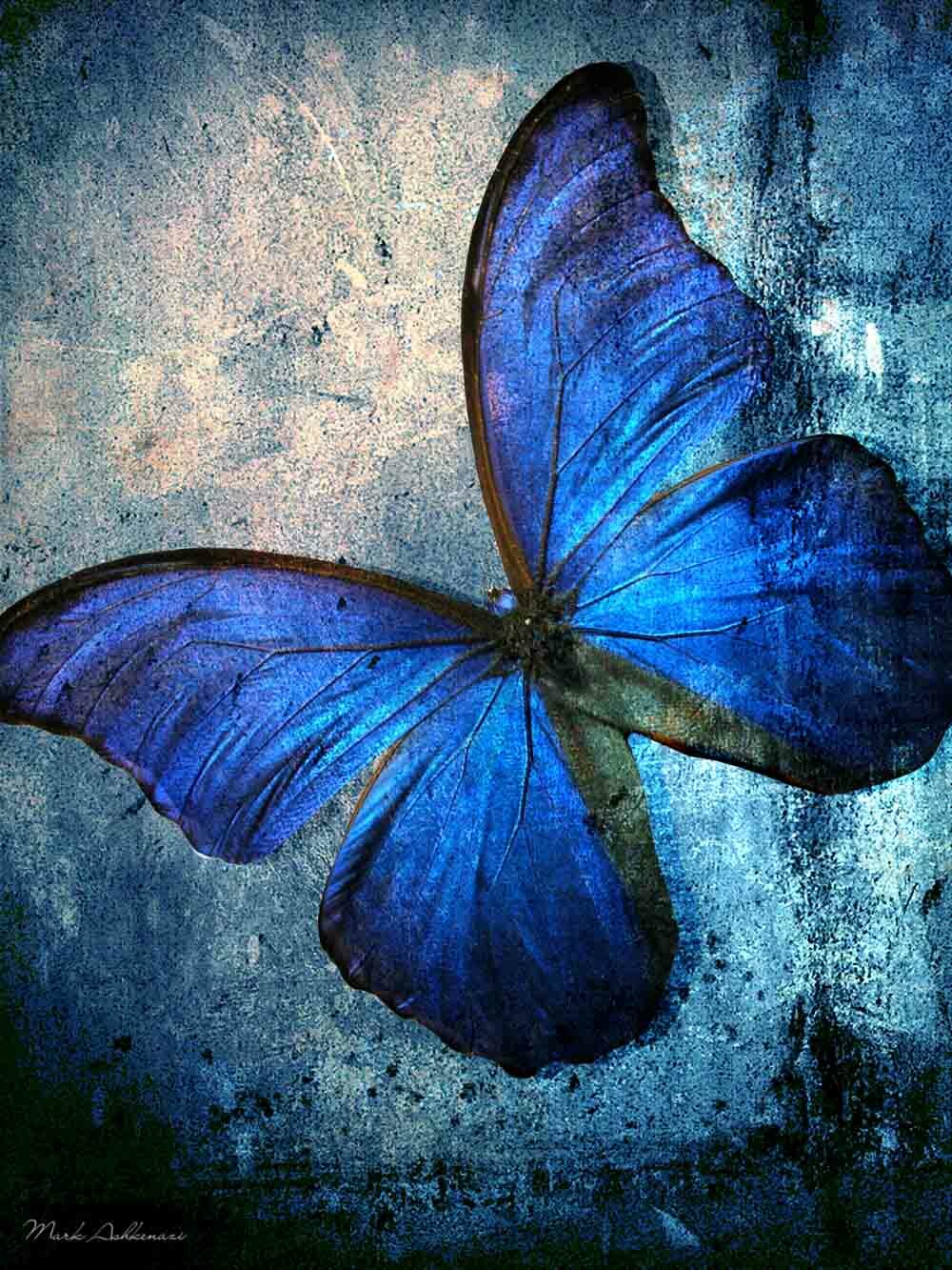 Red Barrel Studio® Butterfly I On Canvas by Mark Ashkenazi Print & Reviews