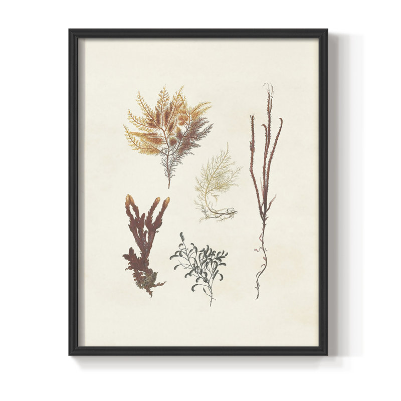 Knorr Shells & Coral VII, reproduction encadrée - bois massif, Noir, H 28 po x l 22 po