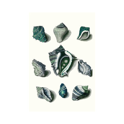 Celadon Shells IV by Vision Studio - Wrapped Canvas Print