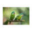 «Pair o parakeets» par Greg Barsh - reproduction de photo sur toile tendue-885652681