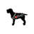 Wirehaired Griffon by Traci Anderson - Wrapped Canvas Gallery-Wrapped Canvas Giclée-1547308189