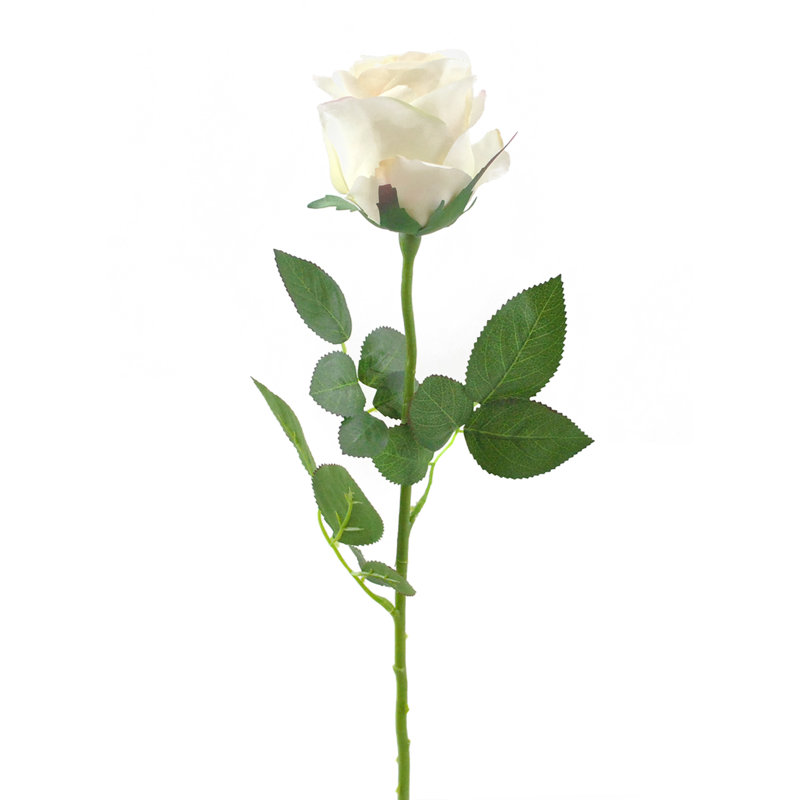 Pulvérisateur de roses fermées à fleurs, Crème, crème
