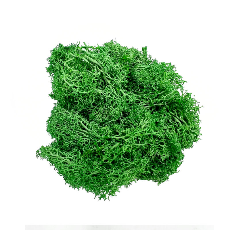 Preserved Moss for Home Décor – Green, 1.5" H x 5.5" W x 7.5" D