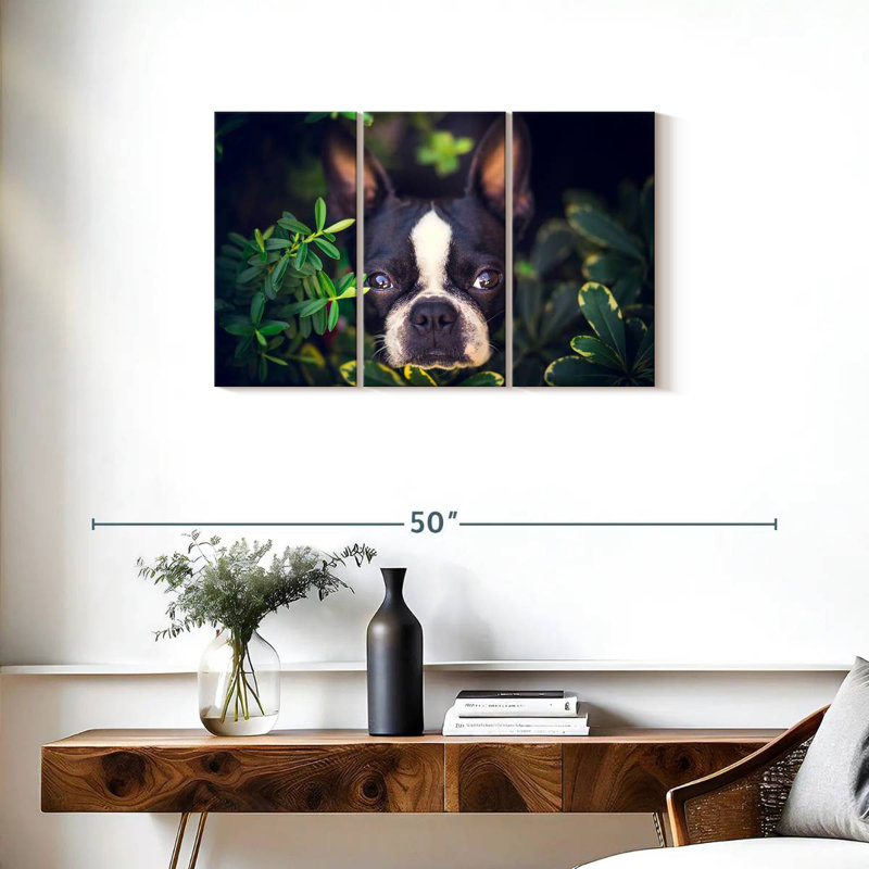 Brampt Boston Terrier Hiding, 20" H x 33" W