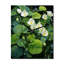 Ayelene - Plants Very Large Wall Clocks-1427776281