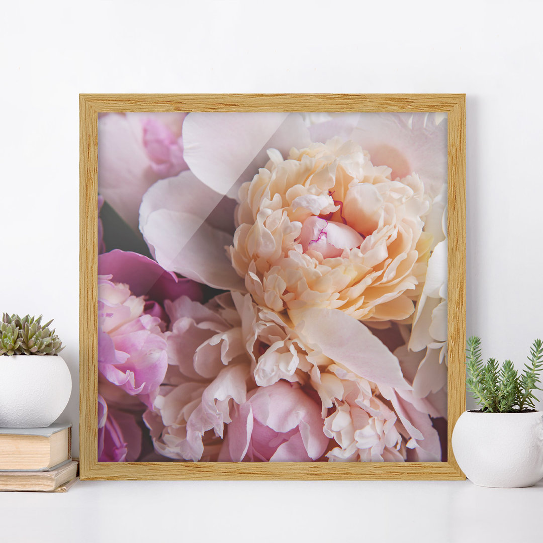 Gerahmtes Poster Flowering Peonies