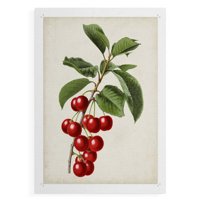 Antique Fruit II - reproduction de toile seulement - non encadrée