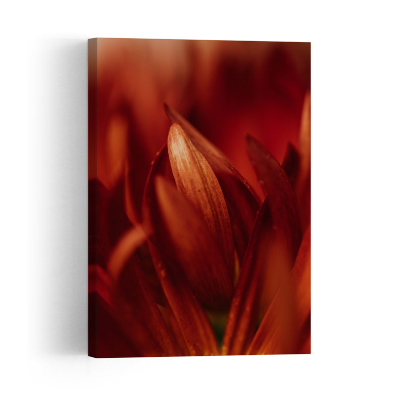 Soft Crimson Petals Elegant Organic Romantic Chrysanthemum Dahlia Autumn Flower Wall Art Print 1 Piece Wrapped Canvas Wall Art