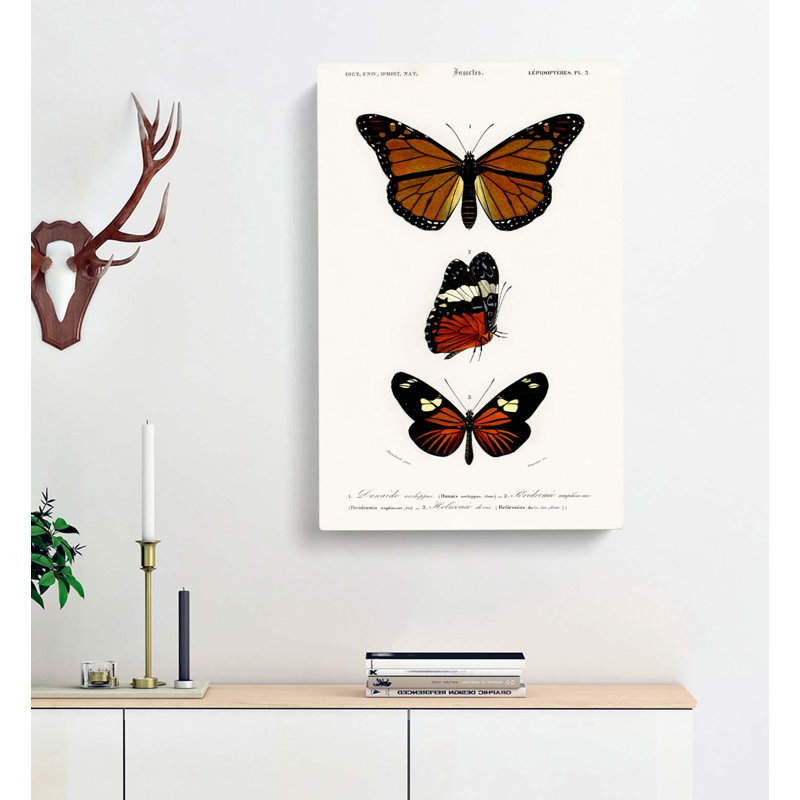 Butterfly Illustrations PL. 5 by Charles D Orbigny - Wrapped Canvas, 76cm H x 50cm W x 3cm D
