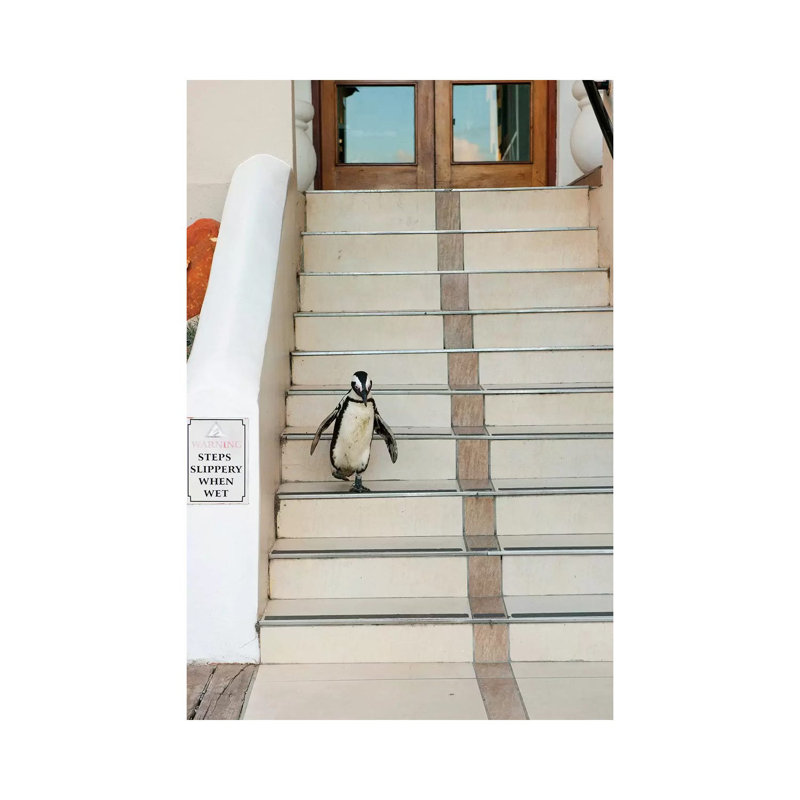 Black-Footed Penguin Descending Stairs, Boulders Beach, Cape Peninsula, South Africa by Kevin Schafer - Wrapped Canvas Print