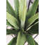 Fausse agave botanique au fini vert-1972928996