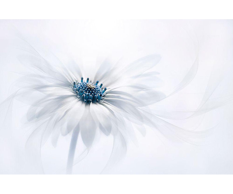 Hokku Designs Parker, Jacky Gallery, art sur toile tendue: Serenity, H 17 po x l 24 po