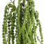 Anastasija Arrangement