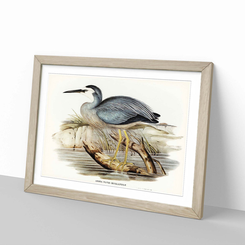 White-Fronted Herons by Elizabeth Gould - Picture Frame Painting Print, Oak Framed, 27cm H x 36cm W x 2cm D