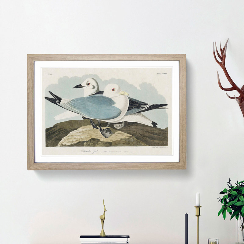 Two Kittiwake Gulls by John James Audubon - Framed Print, 48cm H x 65cm W x 2cm D, Oak Framed