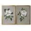 Botanical Magnolia - 2-Piece Painting Print Set-512224794-512224792-512224784