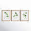 Clover Cuttings Petite