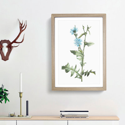 Chicory Flowers by Pierre-Joseph Redoute - Picture Frame Painting Print