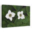 Bunchberry en fleurs, gros plan, Vermont, États-Unis. "Bold Delicate Contemporary Nature Flower", art mural-1092620982