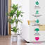 Fausse plante verte Dracaena en pot-423236748