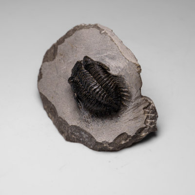 Véritable trilobite de Cerinos sur une matrice du Maroc