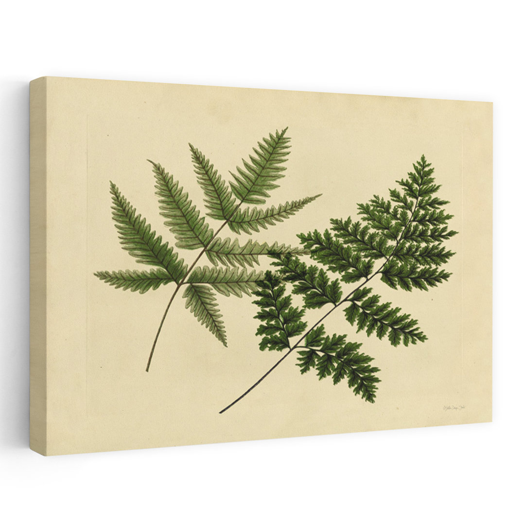 Antique Ferns 1 Abstract Contemporary Fern Landscape Nature Wall Art Print