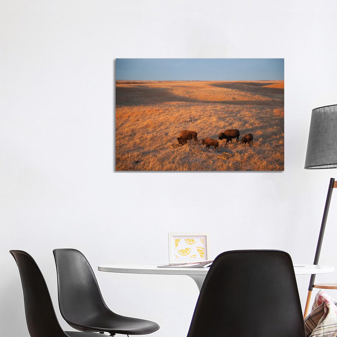 A Herd Of Bison Roam On A Ranch Near Valentine, Nebraska I von Joel Sartore - Gallery-Wrapped Canvas Giclée on Canvas