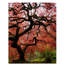Red Maple Tree Print by Jordan Thurston-26774111-26774112