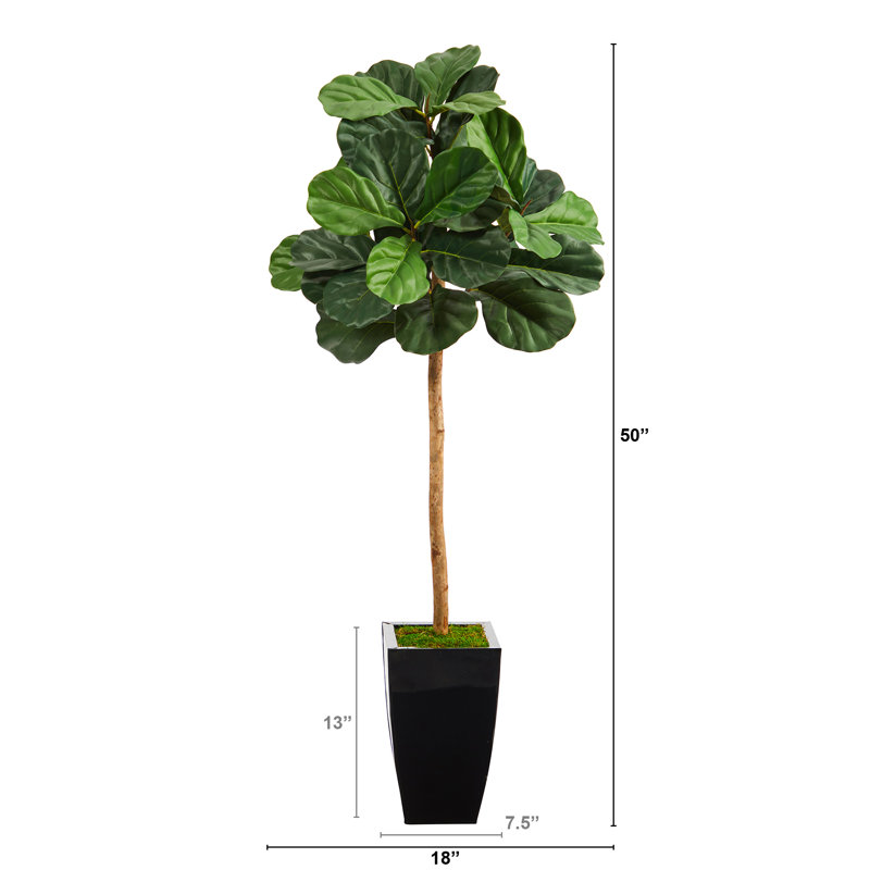 Figuier 50 po en pot