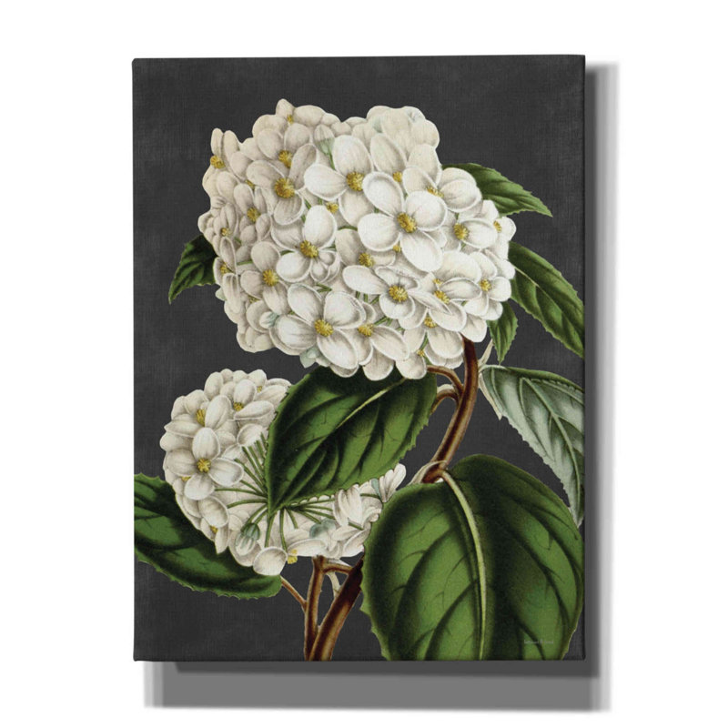 " Hydrangea " by Lettered & Lined, 16" H x 12" W x 0.75" D