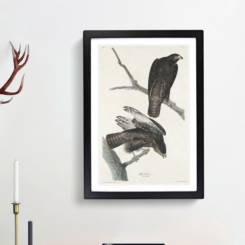 Two Hawks by John James Audubon - Picture Frame Painting Print, Black Framed, 36cm H x 27cm W x 2cm D