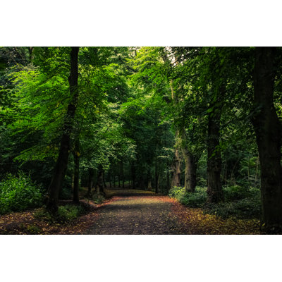 " Forest Path "