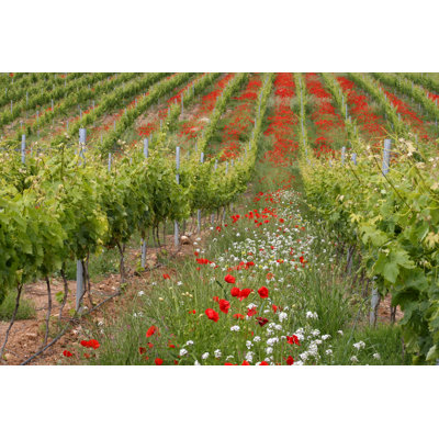 Vineyard in Rioja Cultivation 1 Piece Wrapped Canvas Wall Art