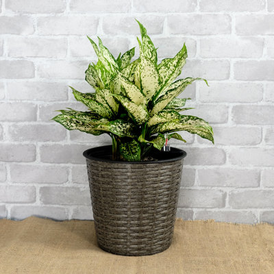 Self-Watering Planter - Grey Round For Indoor And Outdoor Decor Planters 2 Space