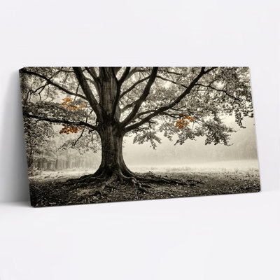 Arbre aux racines apparentes et aux feuilles orange dans une forêt brumeuse - Tableau sur toile