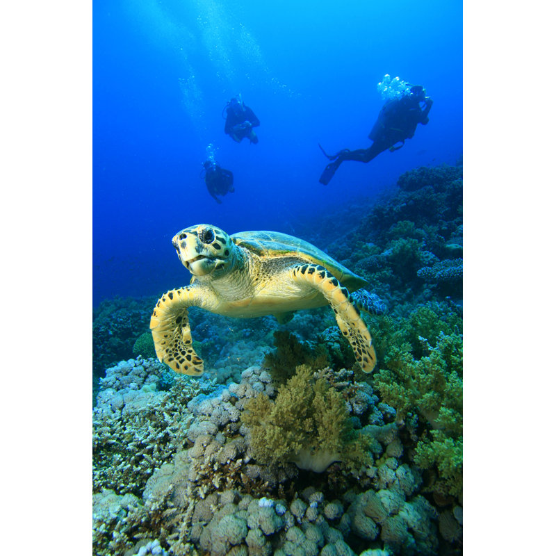 «Hawksbill Turtle» par Rich Carey, photographie sur toile tendue, H 30 po x l 20 po
