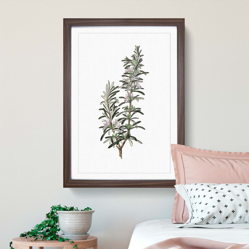 Rosemary Illustration - Picture Frame Graphic Art Print, 76cm H x 50cm W x 2cm D, Walnut