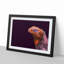 Red & Purple Iguana Lizard - Picture Frame Photograph Print-55597948-55597944