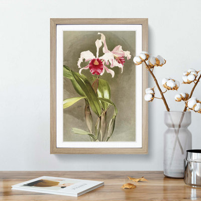 Magnolia Flowers Illustration Tab. 48 by Frederick Sander - Picture Frame Painting Print