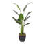 Faux Bird Of Paradise, Moss Tree in Metal Pot