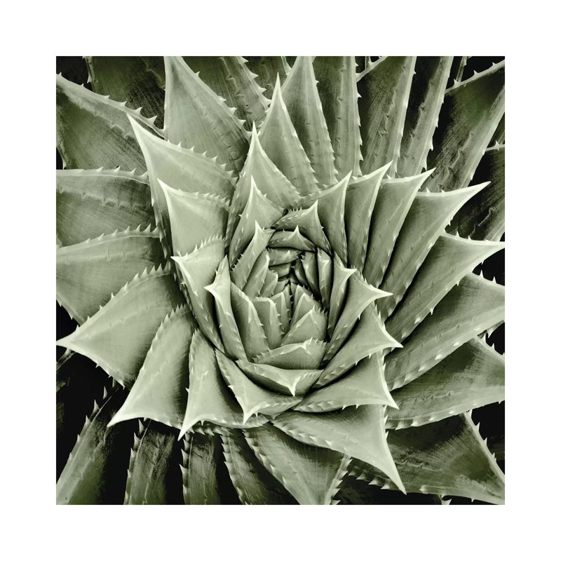 Green Succulent I 1 Piece Wrapped Canvas Wall Art, 30.48 cm H x 30.48 cm W
