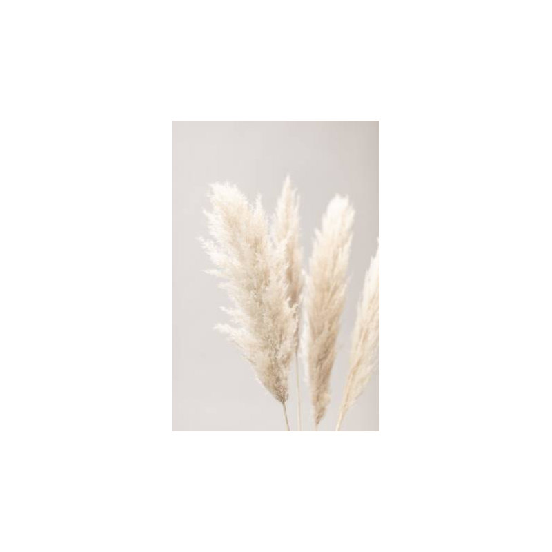 Pampas Grass 02