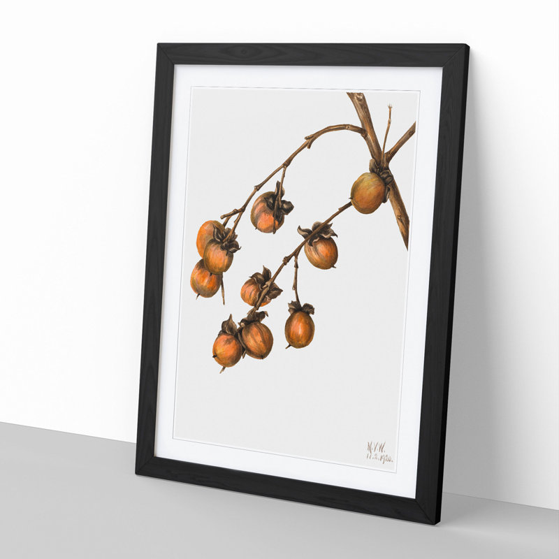 Persimmon by Mary Vaux Walcott - Framed Print, 48cm H x 36cm W x 2cm D, Black Framed