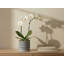 Pot de fleurs Moon Gate pour orchidées avec soucoupe intégrée - Petit pot en céramique émaillée pastel (lot de 4) - Jarin extérieur-1232645004-1232645005