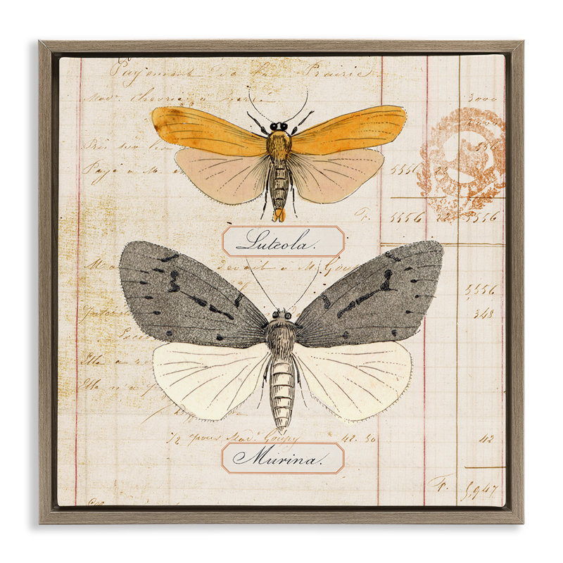  «Butterflies», art mural encadré par Susan Arnot, H 18 po x l 18 po, Cadre flottant orme Montalcino