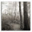 «Woodland Path» par Nicholas Bell, photographie-1505727756