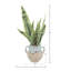 Snake Plant Arranged in Stone Vase