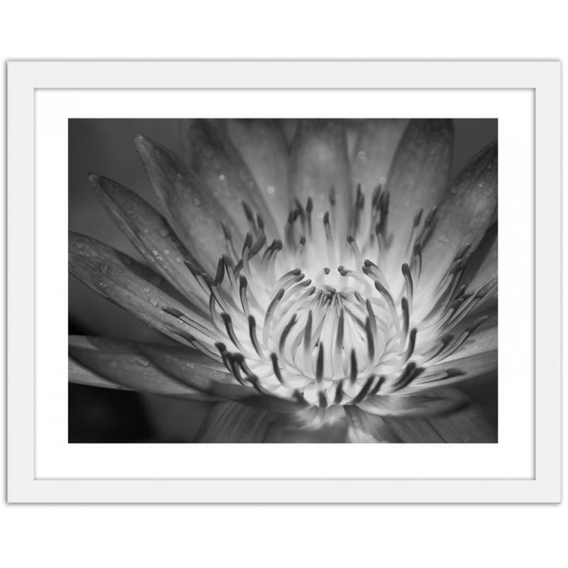 Gerahmter Fotodruck Lotus Flower 2