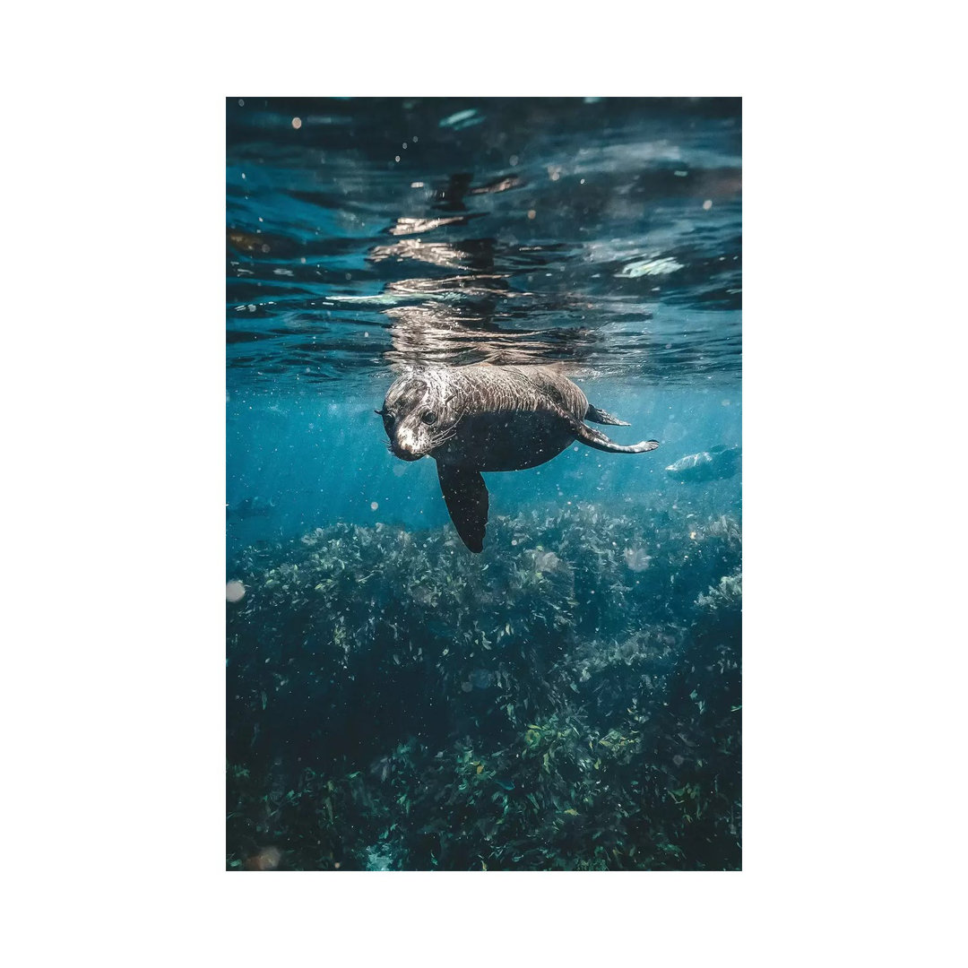 Inquisitive Sea Lion Underwater by James Vodicka - Wrapped Canvas Gallery-Wrapped Canvas Giclée