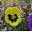 Chapple Weather Resistant Metal Decoration
